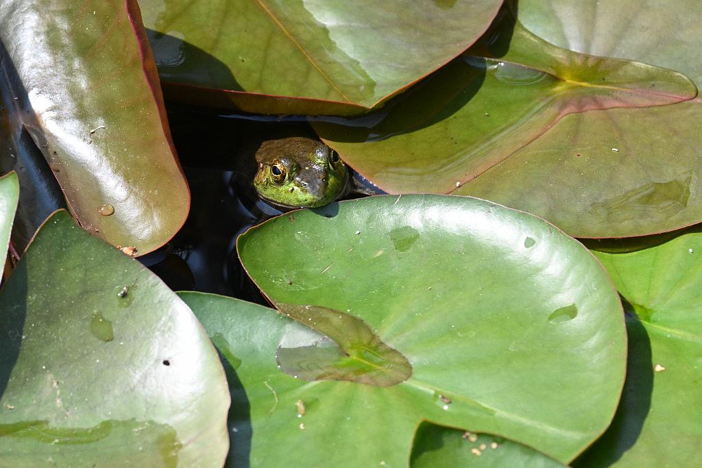 2025-06138982 Tower Hill Botanic Garden, MA.JPG - Green Frog. New England Botanic Garden at Tower Hill, MA, 6-13-2025